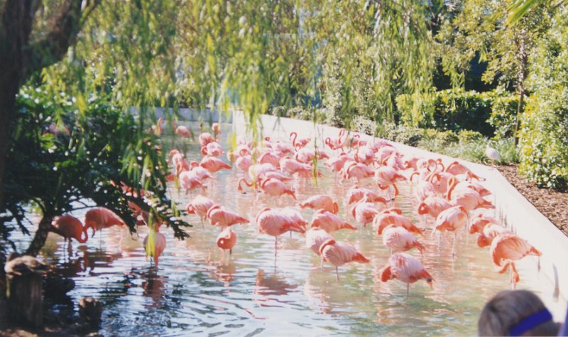 002-Flamingos at Sea World.jpg